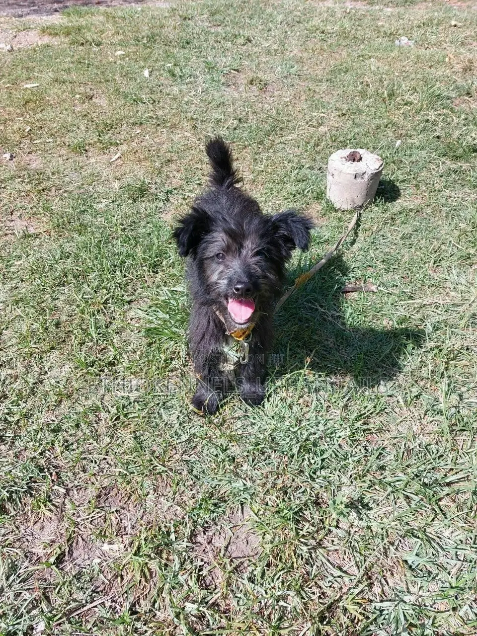 3-6 months Female Purebred Jack Russell Terrier
