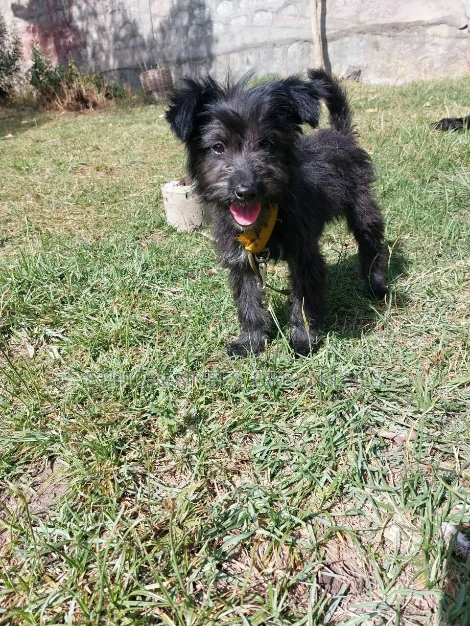 3-6 months Female Purebred Jack Russell Terrier