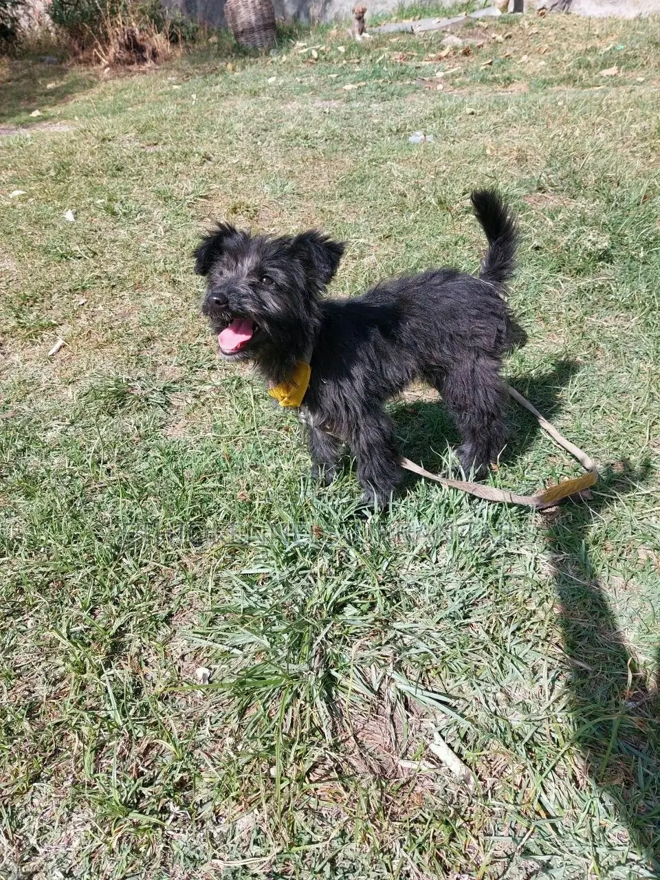 3-6 months Female Purebred Jack Russell Terrier