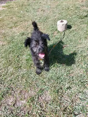 3-6 months Female Purebred Jack Russell Terrier
