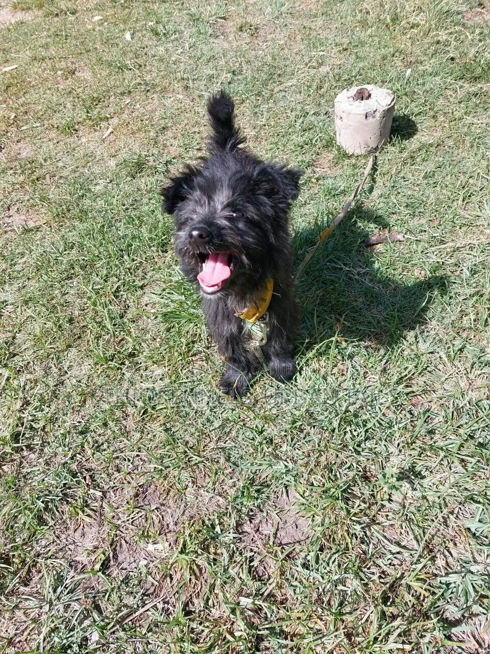 3-6 months Female Purebred Jack Russell Terrier