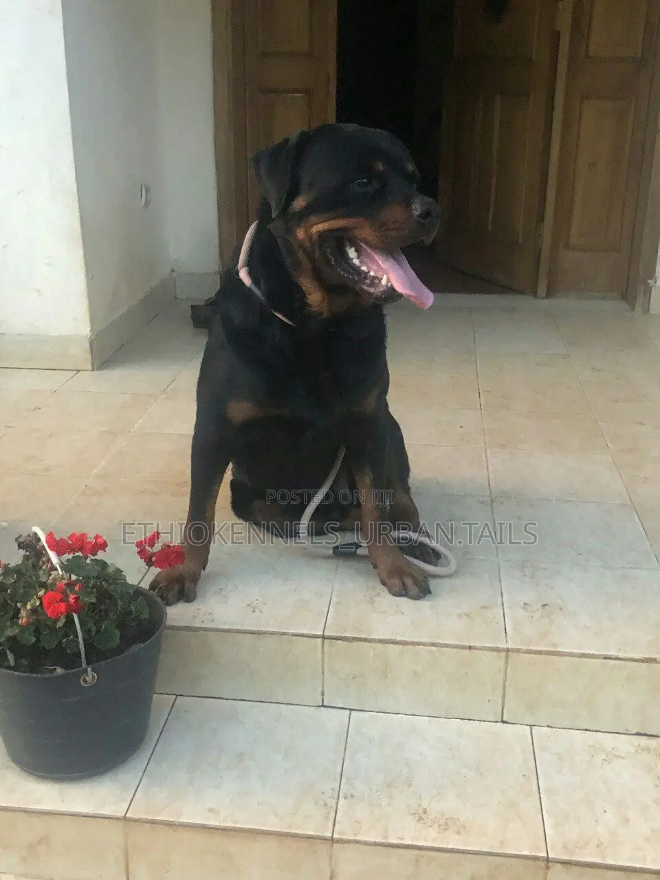 6-12 months Male Purebred Rottweiler