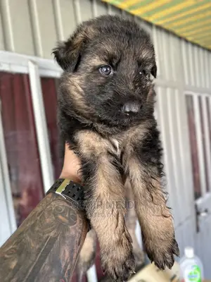 1-3 months Male Purebred German Shepherd