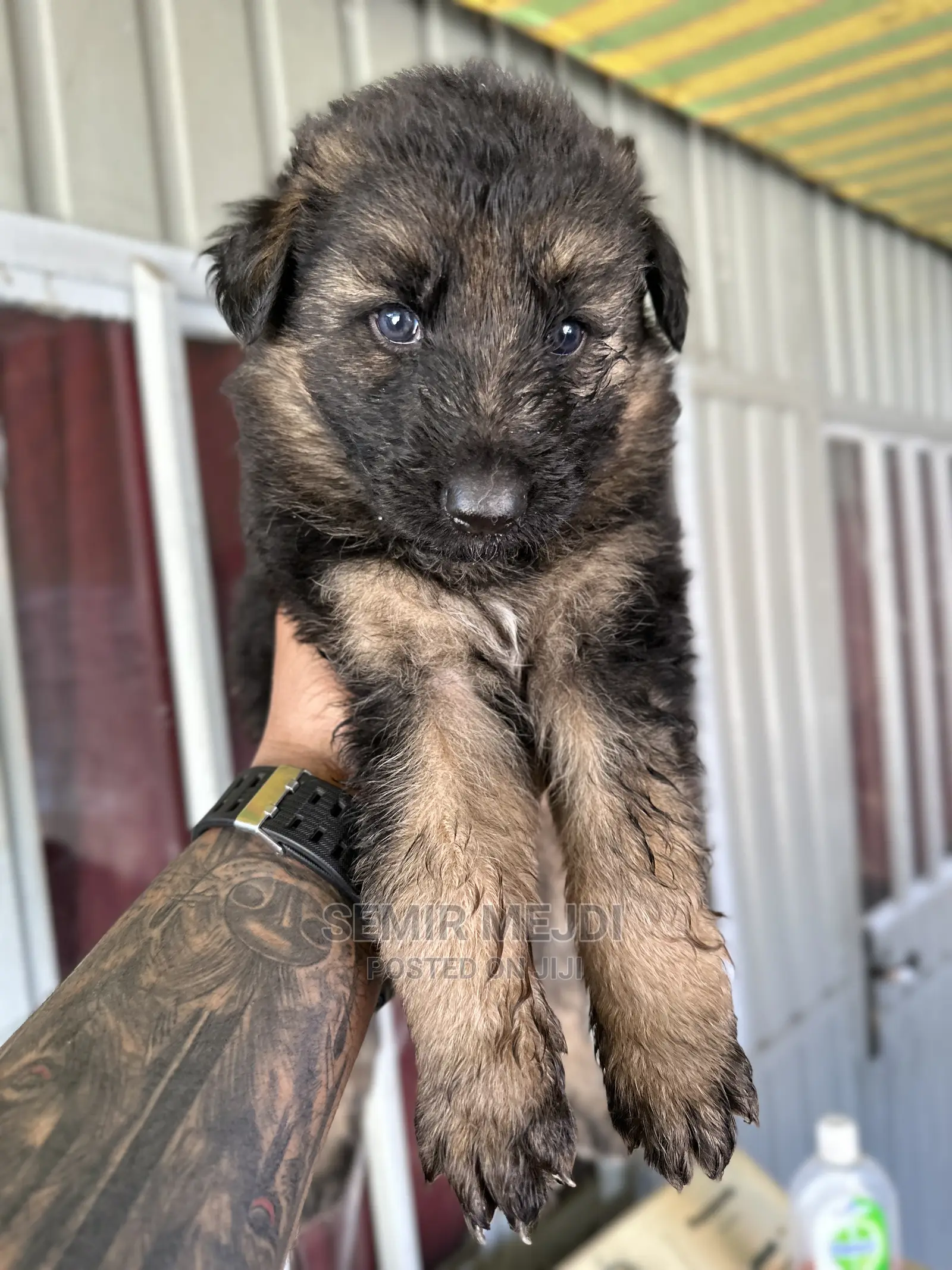1-3 months Male Purebred German Shepherd