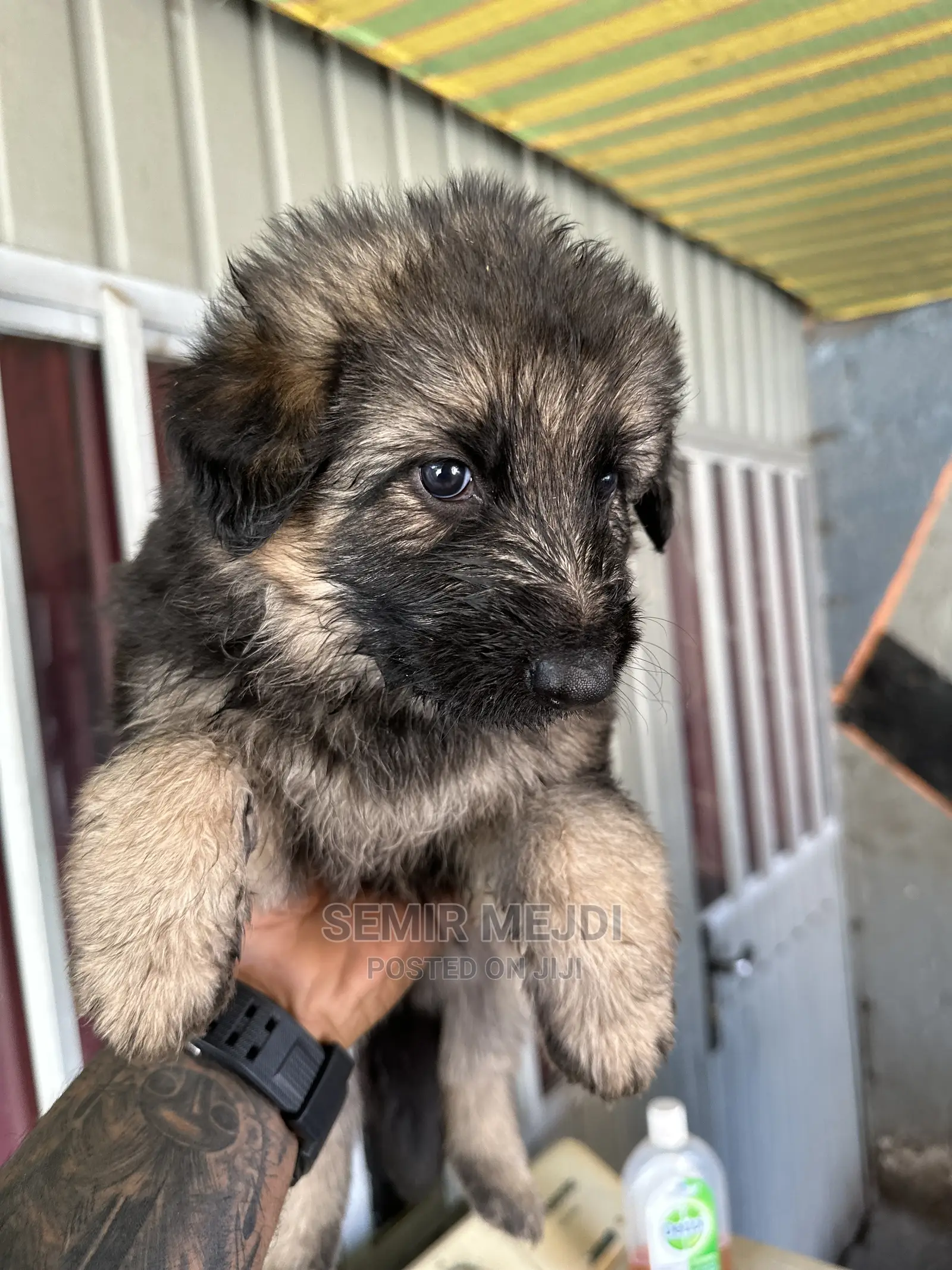 1-3 months Male Purebred German Shepherd