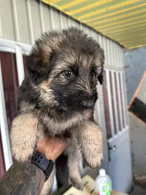 1-3 months Male Purebred German Shepherd