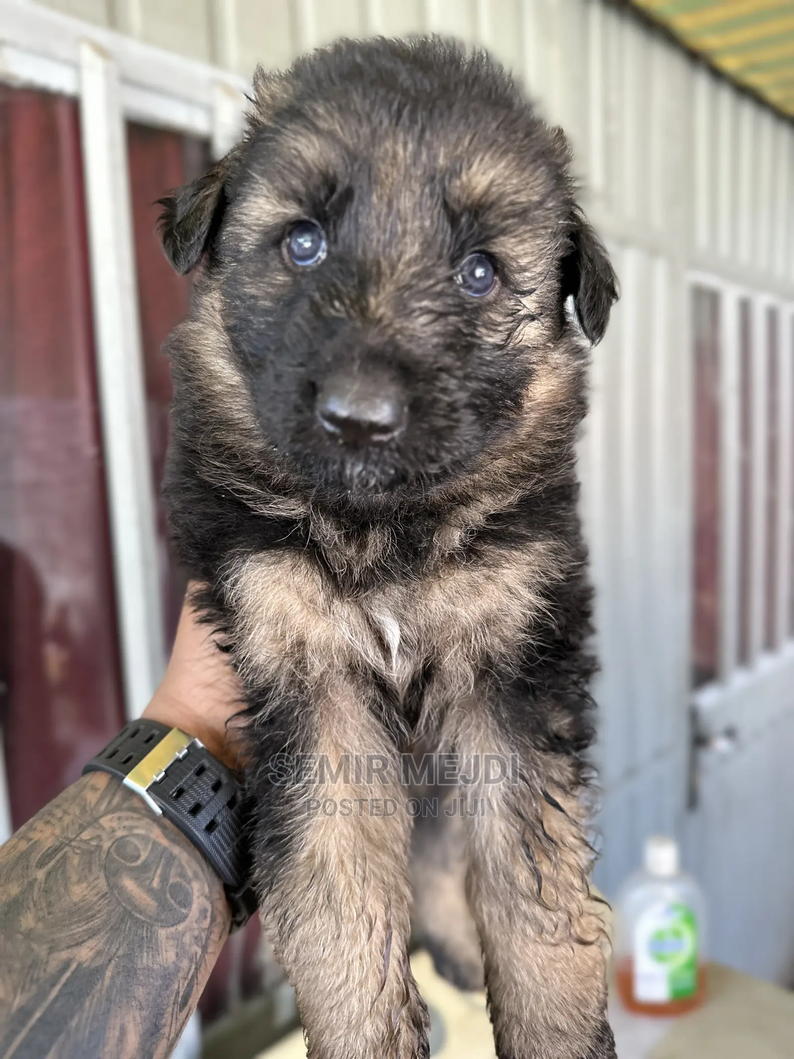 1-3 months Male Purebred German Shepherd