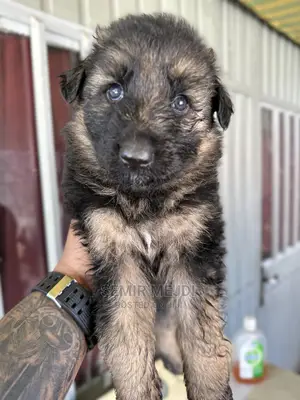 Photo - 1-3 months Male Purebred German Shepherd