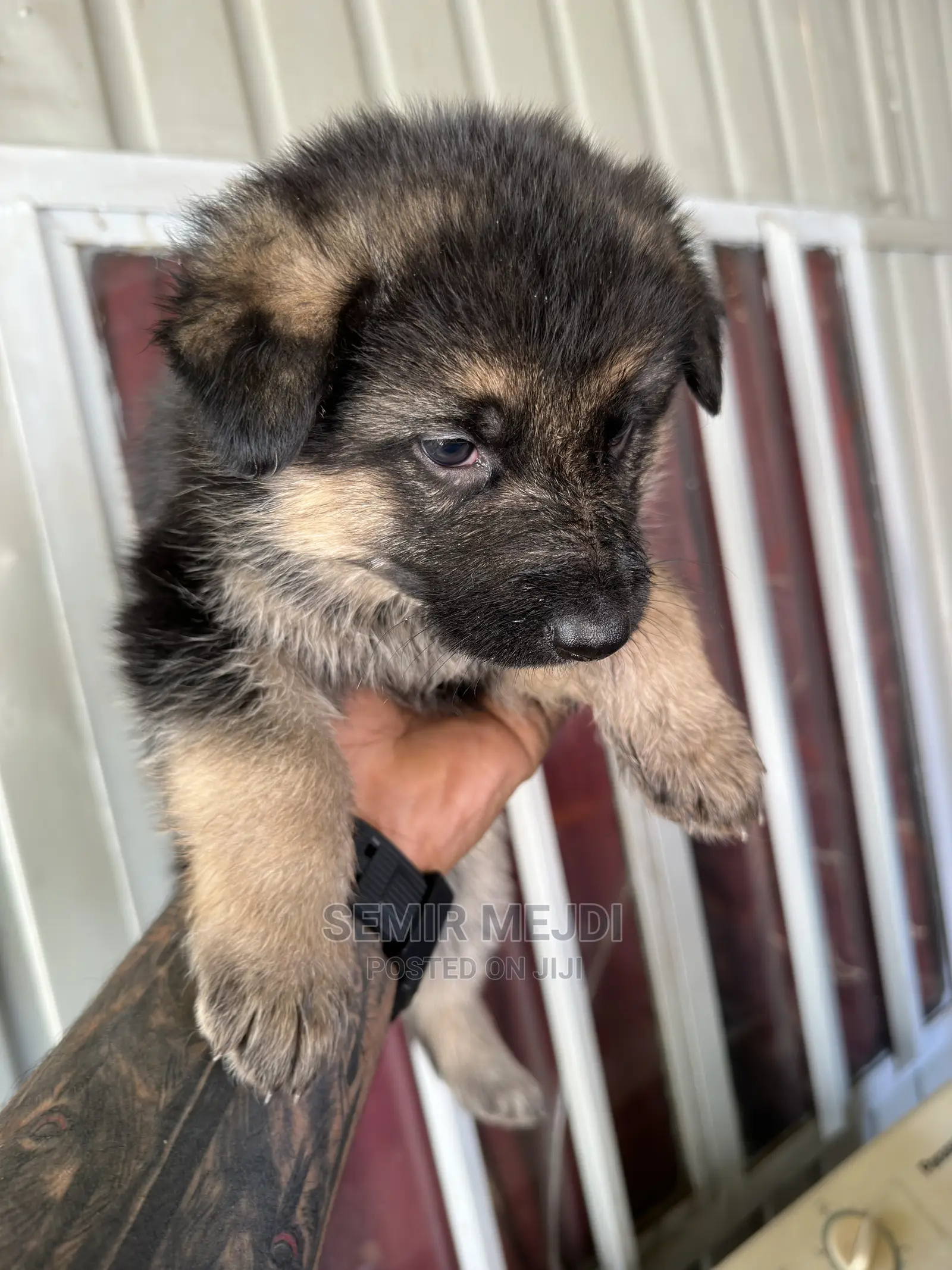 1-3 months Male Purebred German Shepherd