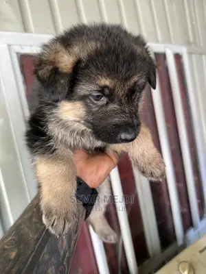 1-3 months Male Purebred German Shepherd