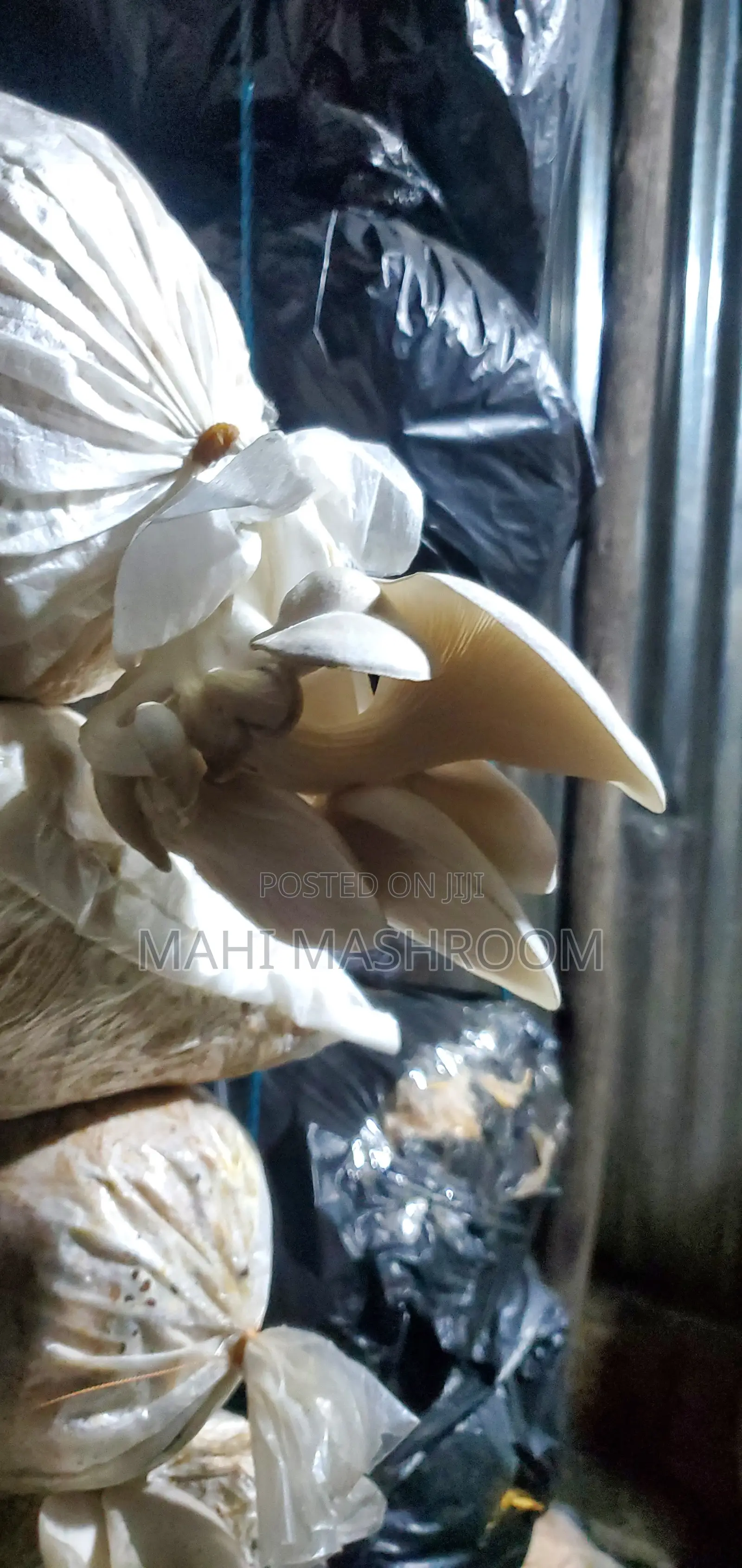 Fresh Oyester Mushroom