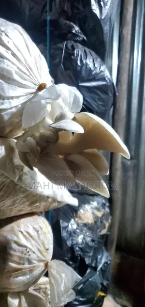 Fresh Oyester Mushroom