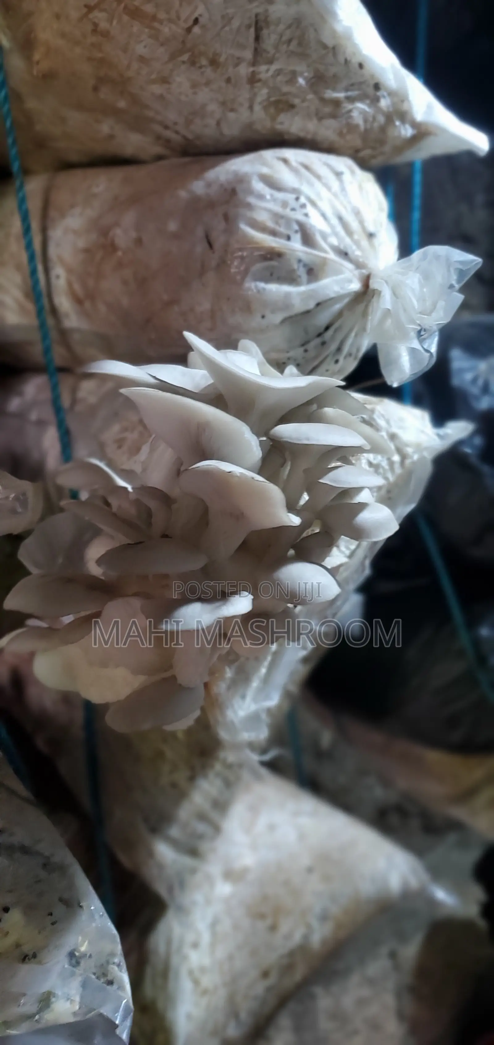 Fresh Oyester Mushroom