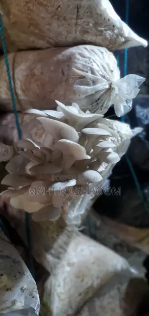 Fresh Oyester Mushroom