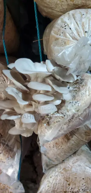 Fresh Oyester Mushroom