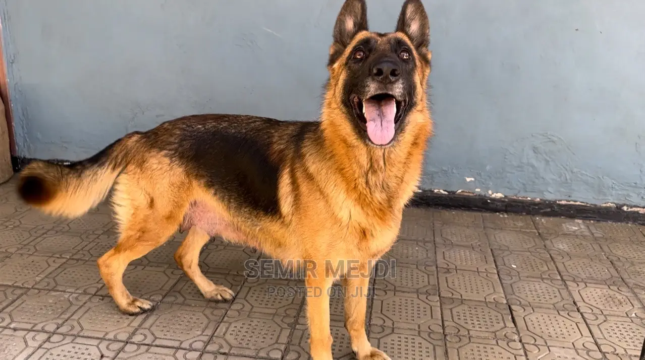 1-3 months Male Purebred German Shepherd