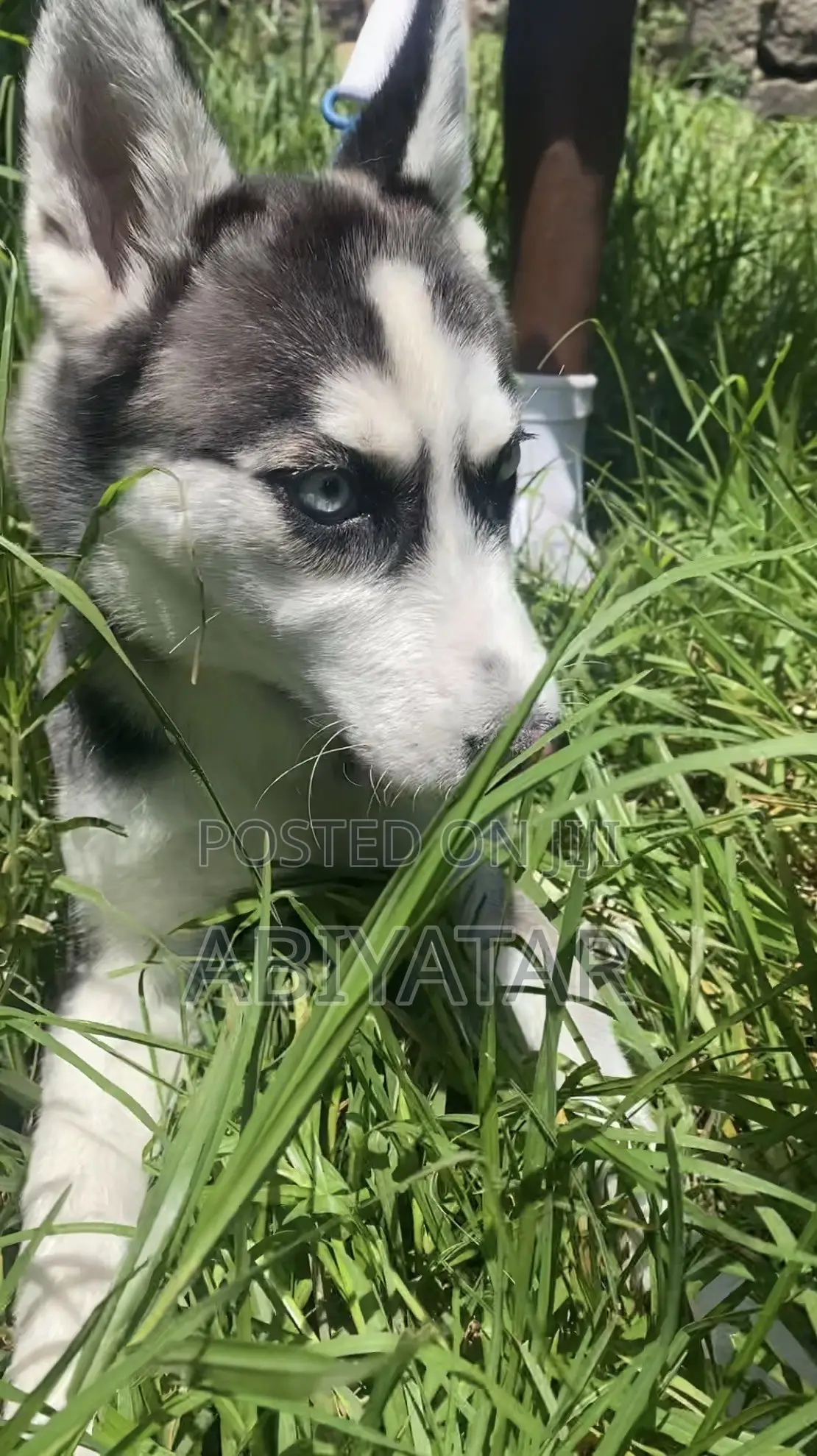 1-3 months Female Purebred Siberian Husky