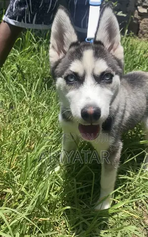 1-3 months Female Purebred Siberian Husky