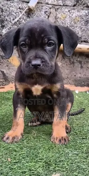 1-3 months Male Purebred Boerboel