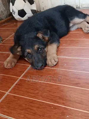 1-3 months Female Purebred German Shepherd