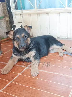 1-3 months Female Purebred German Shepherd