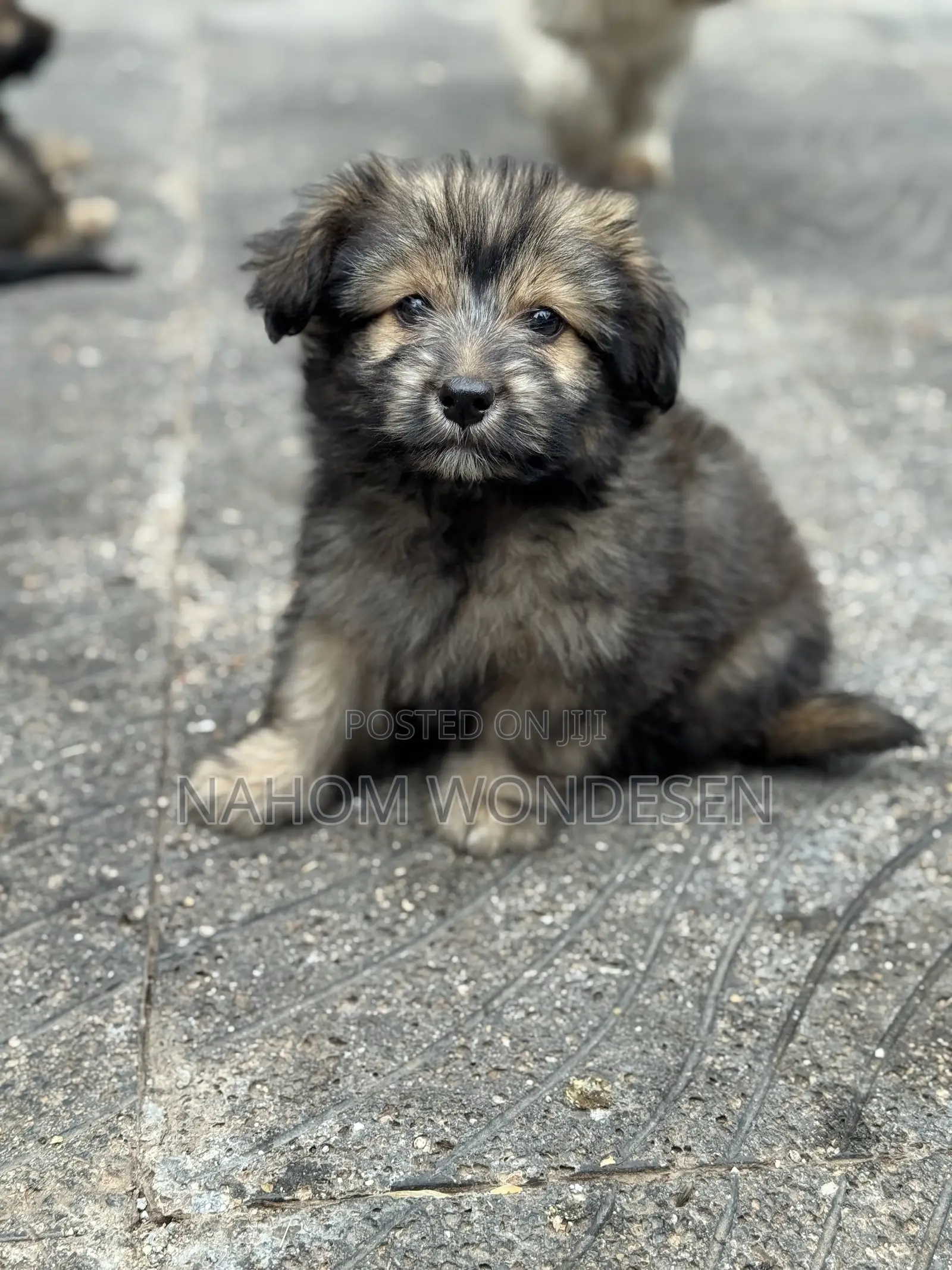 1-3 months Male Mixed Breed Maltese