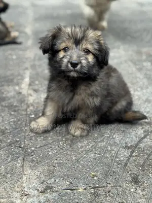 1-3 months Male Mixed Breed Maltese
