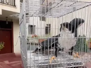 (Black Sparrowhawk)