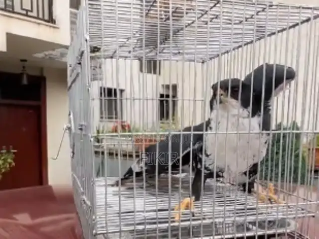 (Black Sparrowhawk)
