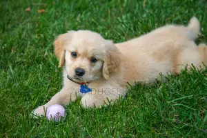 0-1 month Male Mixed Breed Dog