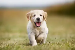 0-1 month Male Mixed Breed Dog