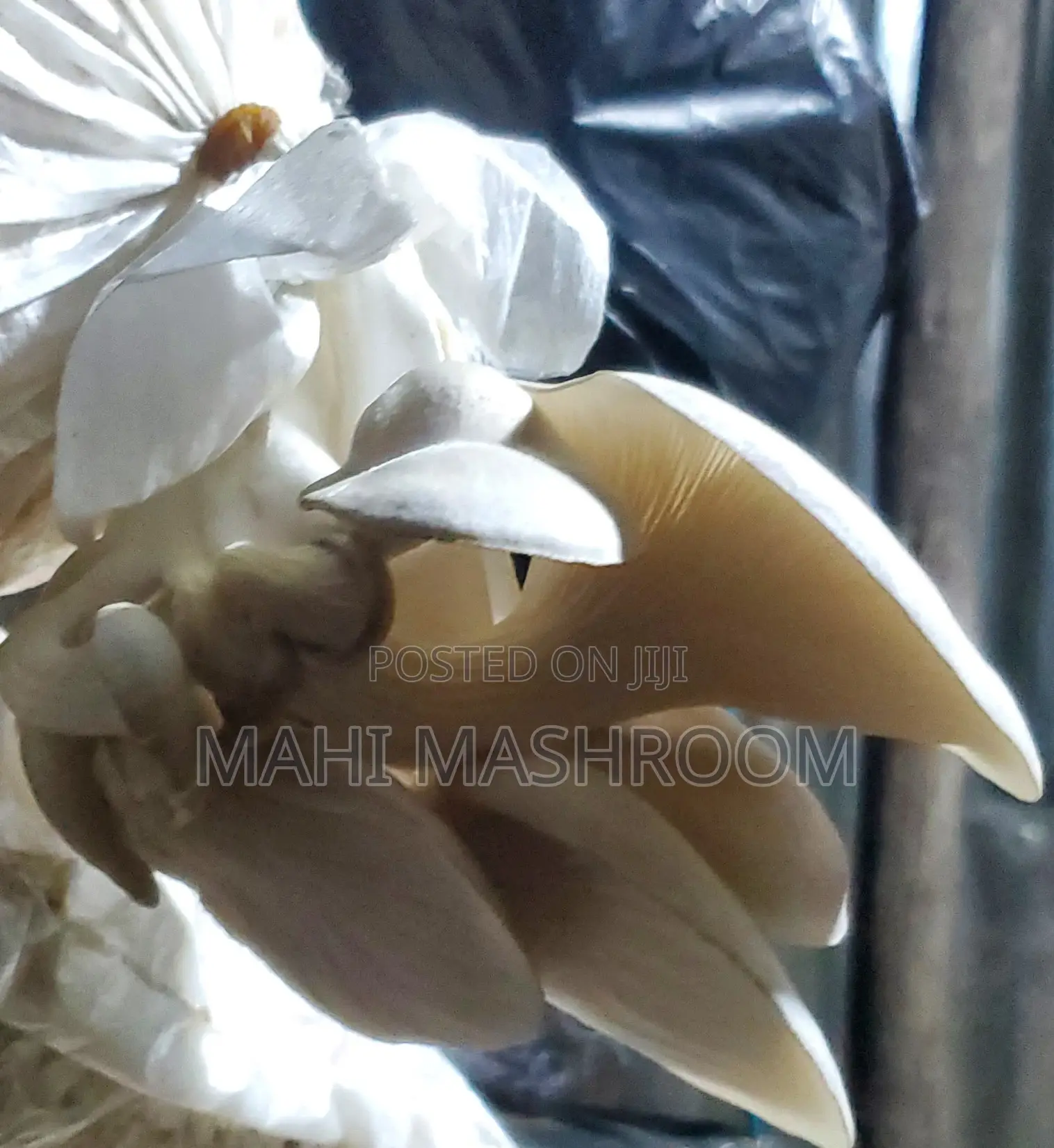 Fresh Oyester Mushroom