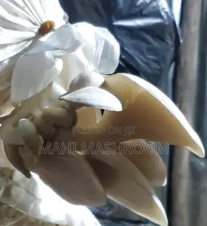 Fresh Oyester Mushroom