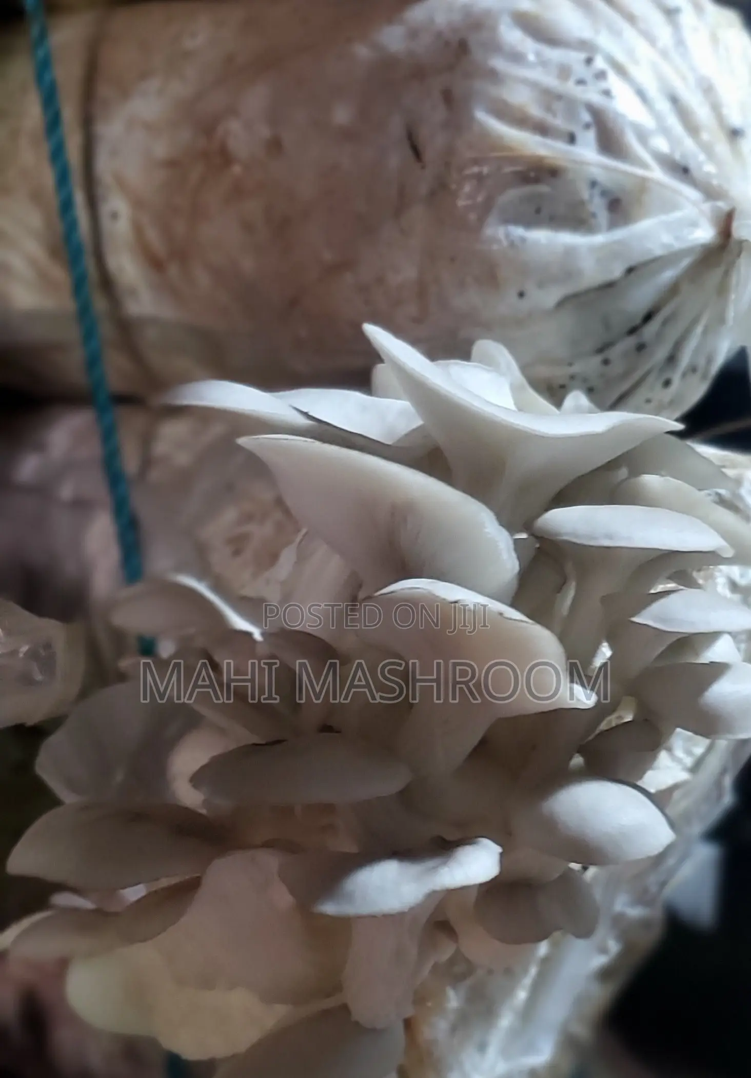 Fresh Oyester Mushroom