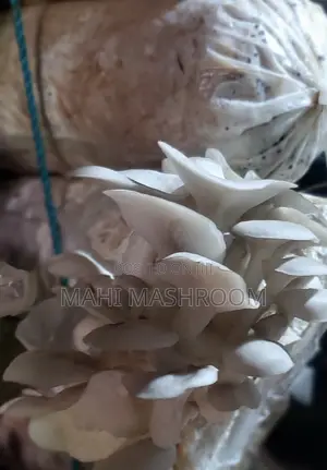 Fresh Oyester Mushroom