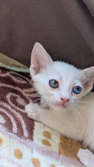1-3 months Female Purebred Exotic