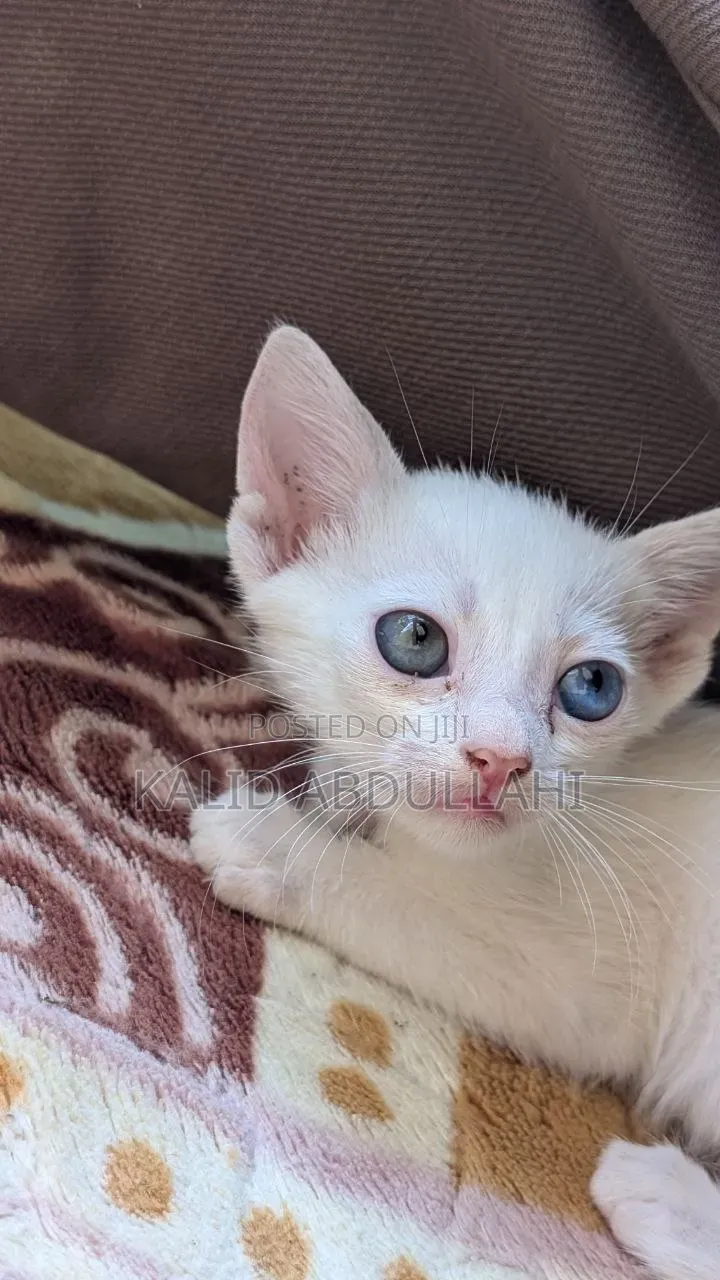 1-3 months Female Purebred Exotic