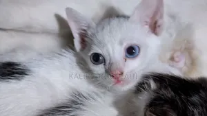 1-3 months Female Purebred Exotic