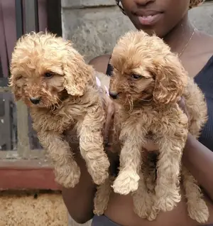 1-3 months Male Purebred Poodle