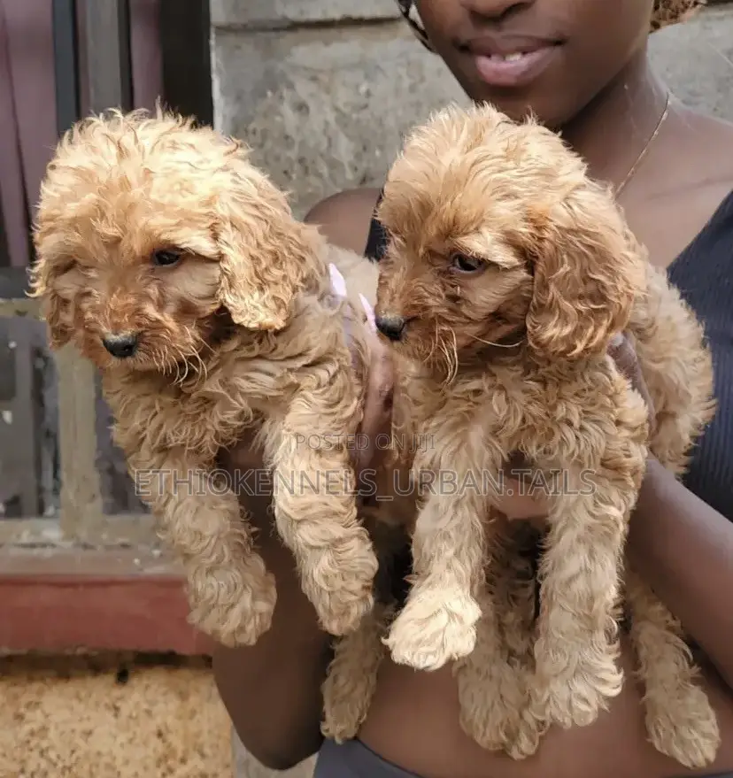1-3 months Male Purebred Poodle