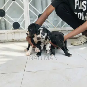 1-3 months Male Purebred Great Dane