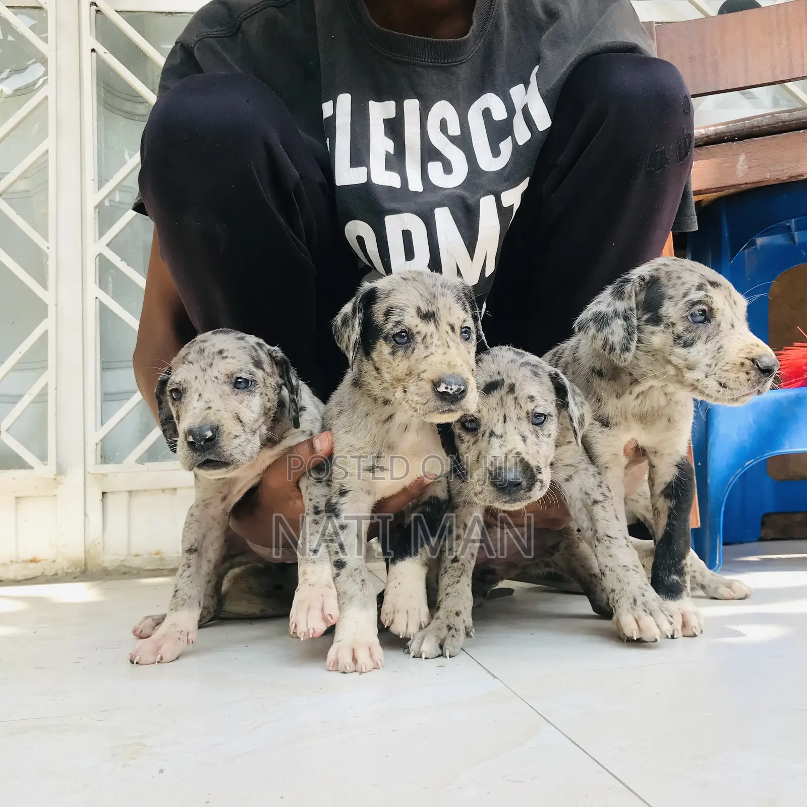 1-3 months Male Purebred Great Dane