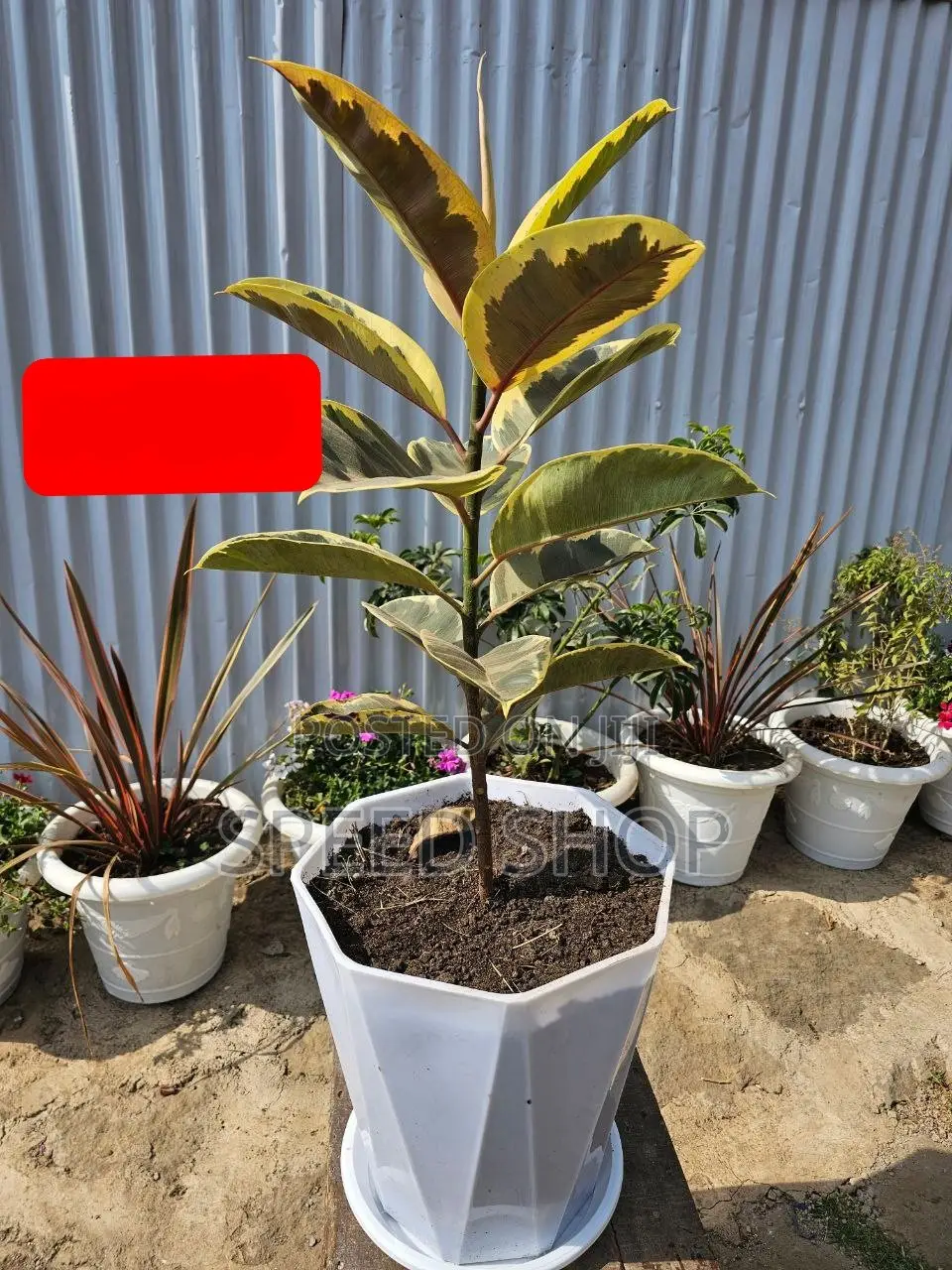 ዘመናዊ እና ውብ የፕላስቲክ አበባ ማስቀመጫዎች