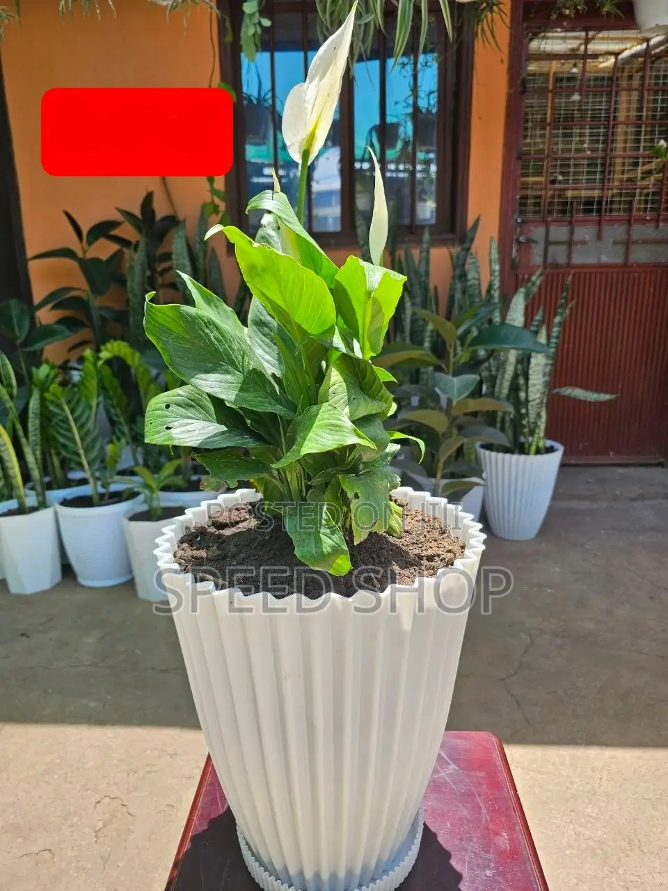 ዘመናዊ እና ውብ የፕላስቲክ አበባ ማስቀመጫዎች