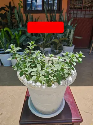 ዘመናዊ እና ውብ የፕላስቲክ አበባ ማስቀመጫዎች
