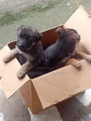 1-3 months Female Purebred German Shepherd