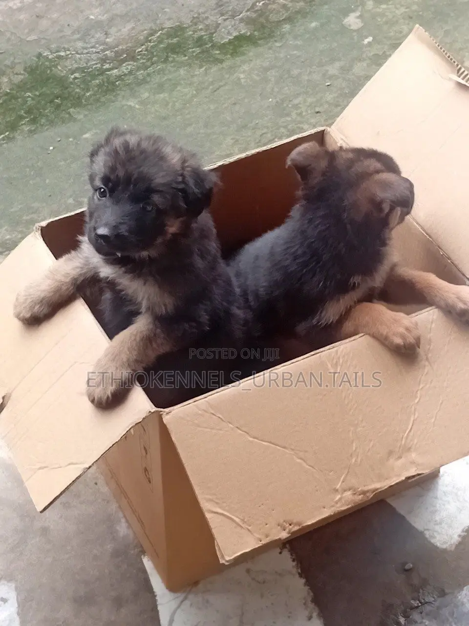 1-3 months Female Purebred German Shepherd