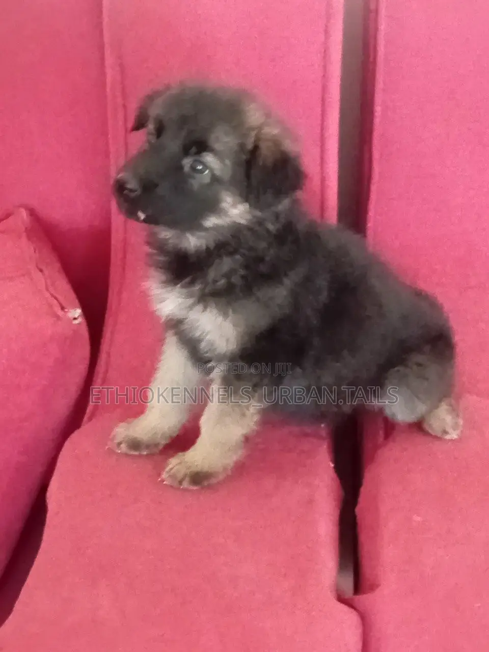1-3 months Female Purebred German Shepherd