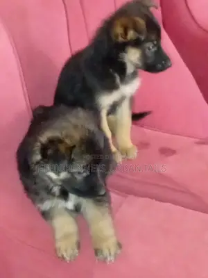 1-3 months Female Purebred German Shepherd