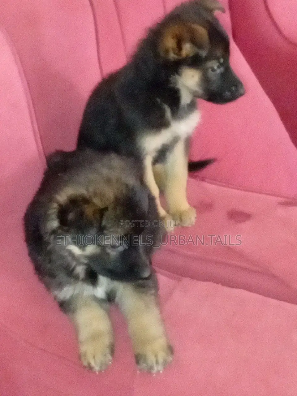 1-3 months Female Purebred German Shepherd